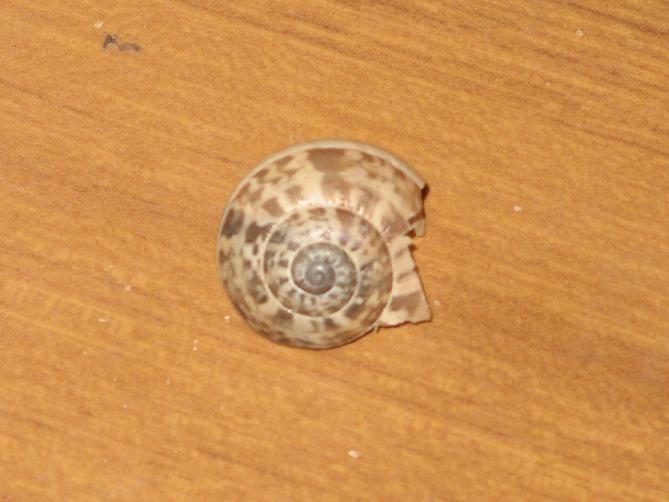Eobania?